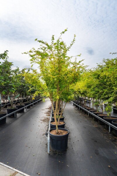 Acer palmatum 'Ôsakazuki' meerstammig 250-300