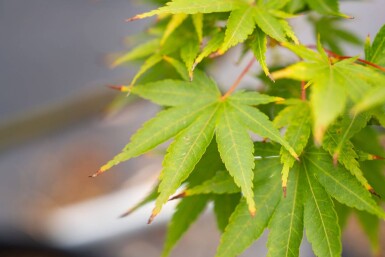 Acer palmatum 'Ôsakazuki' meerstammig