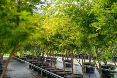 Acer palmatum 'Ôsakazuki' meerstammig 250-300