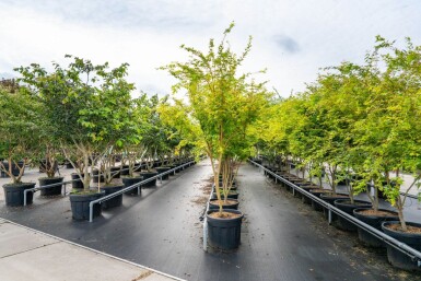 Acer palmatum 'Ôsakazuki' meerstammig 250-300