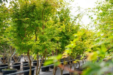 Acer palmatum 'Ôsakazuki' meerstammig 250-300
