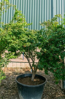Acer palmatum 'Ôsakazuki' meerstammig 250-300