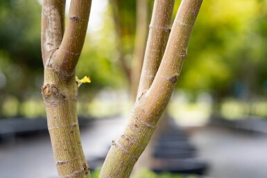 Acer palmatum 'Ôsakazuki' meerstammig 250-300
