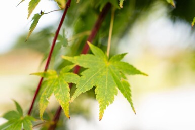 Acer palmatum 'Ôsakazuki' meerstammig 250-300