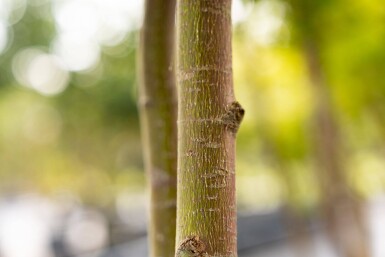 Acer palmatum 'Ôsakazuki' meerstammig 250-300