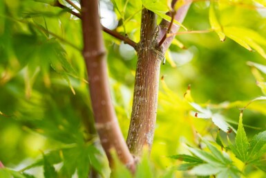 Acer palmatum 'Ôsakazuki' meerstammig 250-300