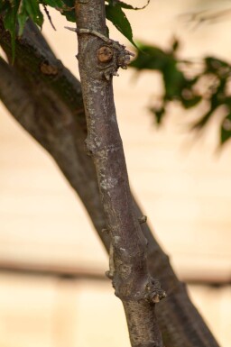 Acer palmatum 'Ôsakazuki' meerstammig 250-300