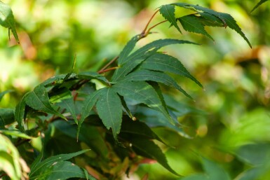 Acer palmatum 'Ôsakazuki' meerstammig 250-300