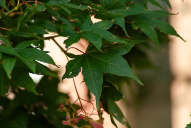 Acer palmatum 'Ôsakazuki' meerstammig 250-300