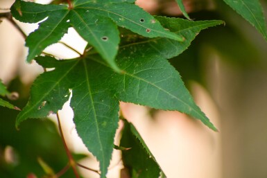 Acer palmatum 'Ôsakazuki' meerstammig 250-300