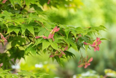 Acer palmatum 'Ôsakazuki' meerstammig 250-300