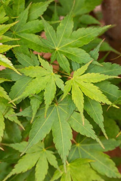 Acer palmatum 'Sangokaku' meerstammig 200-250