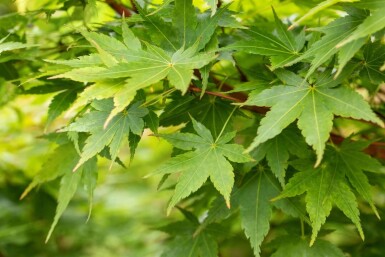 Acer palmatum 'Sangokaku' meerstammig