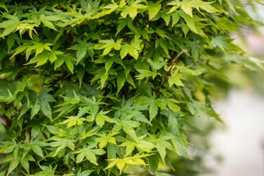 Acer palmatum 'Sangokaku' meerstammig 200-250