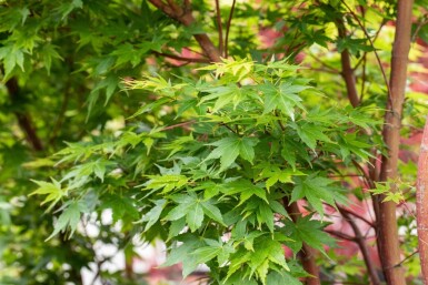 Acer palmatum 'Sangokaku' meerstammig 200-250