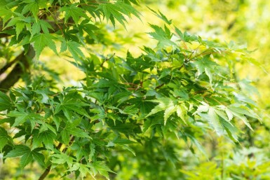 Acer palmatum 'Sangokaku' meerstammig 200-250