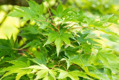 Acer palmatum 'Sangokaku' meerstammig 200-250