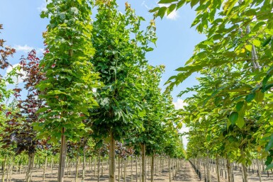 Acer platanoides hoogstam