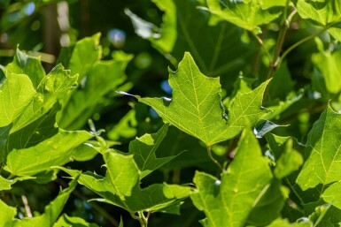 Acer platanoides hoogstam 10/12