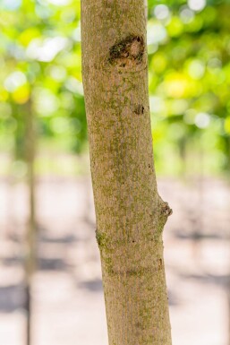 Acer platanoides hoogstam 10/12