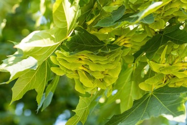 Acer platanoides hoogstam 10/12
