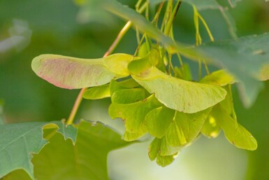 Acer platanoides hoogstam 10/12