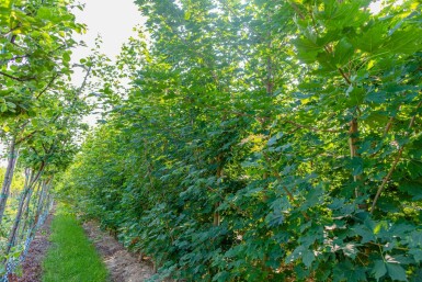 Acer platanoides beveerd