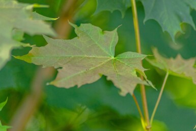 Acer platanoides beveerd