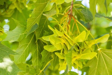 Acer platanoides beveerd