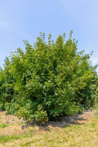 Acer platanoides meerstammig 200-250