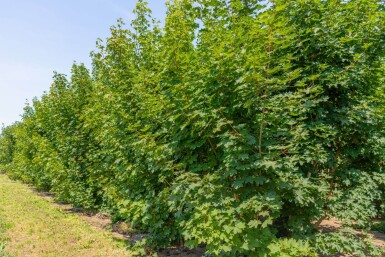 Acer platanoides meerstammig
