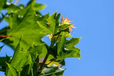 Acer platanoides meerstammig 200-250