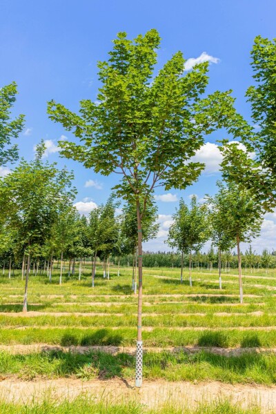 Acer platanoides 'Cleveland' hoogstam 10/12