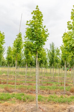 Acer platanoides 'Cleveland' hoogstam