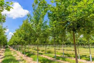 Acer platanoides 'Cleveland' hoogstam 10/12