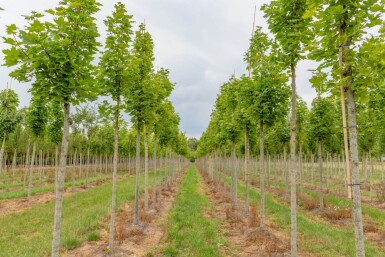 Acer platanoides 'Cleveland' hoogstam 10/12