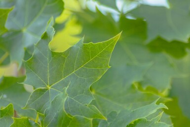 Acer platanoides 'Cleveland' beveerd