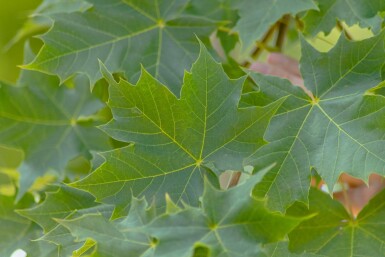 Acer platanoides 'Cleveland' beveerd