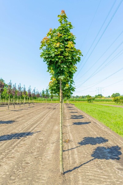 Acer platanoides 'Columnare' hoogstam 10/12