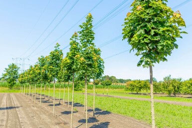 Acer platanoides 'Columnare' hoogstam