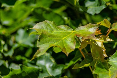 Acer platanoides 'Columnare' hoogstam 10/12
