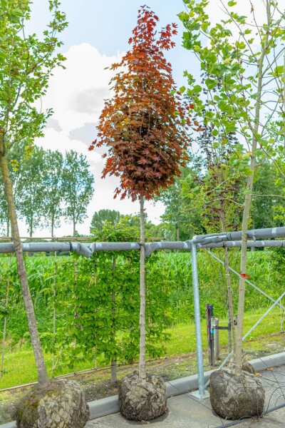 Acer platanoides 'Crimson Sentry' hoogstam 6/8 200cm stam