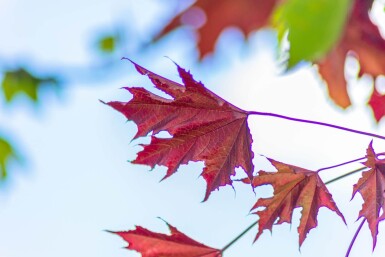 Acer platanoides 'Crimson Sentry' hoogstam 6/8 200cm stam