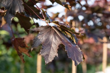Acer platanoides 'Crimson Sentry' hoogstam 6/8 200cm stam
