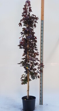 Acer platanoides 'Crimson Sentry' beveerd