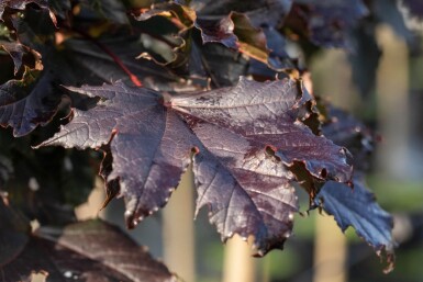 Acer platanoides 'Crimson Sentry' beveerd 8/10