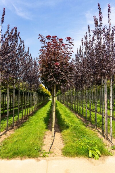Acer platanoides 'Crimson Sentry' bolvorm 8/10 225cm stam