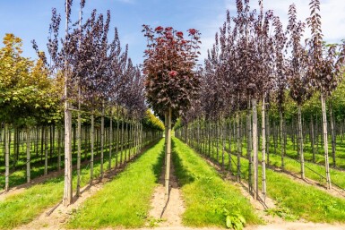 Acer platanoides 'Crimson Sentry' bolvorm 8/10 225cm stam
