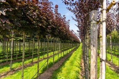 Acer platanoides 'Crimson Sentry' bolvorm 8/10 225cm stam