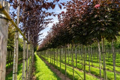 Acer platanoides 'Crimson Sentry' bolvorm 8/10 225cm stam